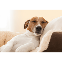捨て犬を迎え入れた家族　ある日、学校から帰宅すると…まさかの姿に「ありがとう」