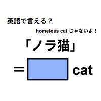 英語で「ノラ猫」はなんて言う？
