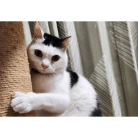 一日中ご飯をねだる猫　妻が”猫の愚痴”をいうと→まさかの行動を！？