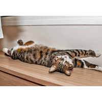 日向ぼっこをする愛猫。予想外な事が起きるも”冷静で”…「愛おしい」「かわいい」