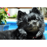 無表情のポメラニアン　3年後の姿に…→「まるで別の犬」「見る人全ての心を打つ」