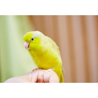好奇心旺盛なインコ　帰宅すると”まさかの物”をくわえ…→「やってくれたなぁ！」「笑った」