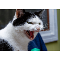 なぜか唸り声を出す猫　慌ててリビングにいった瞬間⇒まさかの行動に「強敵だ」「残念だったね」