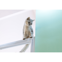 登るのが好きな愛猫　しかし”まさかの場所”に乗ってしまい⇒「ありがたい雰囲気」「思わず笑った」