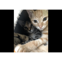 動物病院で…「鍵をかけたはずなのに！」愛猫の”まさかの行動”で⇒獣医「この子たちは頭がいい」