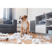 仕事から帰宅した飼い主　部屋がぐちゃぐちゃで…⇒犬2匹の“反応の違い”に「思わず笑った」