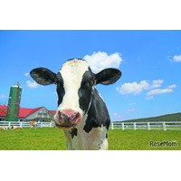 茨城・埼玉県民デー「マザー牧場、子供入場無料など」11/8-16