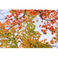 【中学受験】今週末行ける首都圏中高一貫「学校見学」11/22-24…豊島岡女子、青山学院横浜英和など