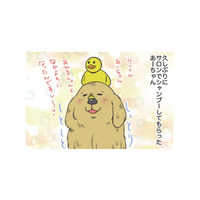 サロンでシャンプーしてもらった愛犬。もふもふに隠れて…せっかくのチョーカーはどこ？【おさんぽですし！　おしゃべり犬とイライラ猫の日記 #13】