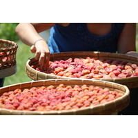 「ていねいな暮らし」とは無縁だった52歳・バツイチ女性が、梅干しをつけてみたら