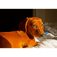 トイレに失敗した愛犬が驚きの行動に！？　自力で「証拠隠滅」を試みるも⇒目が合った瞬間の”反応”に「爆笑した」