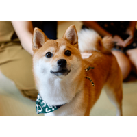 帰宅した飼い主「嫌な予感がする…」現行犯の柴犬が浮かべた“まさかの表情”に爆笑