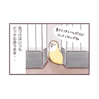 「入ってこないで！」でも「見てて！」狭いところが好きなインコのかわいい本音【うちのインコたちは今日もおしゃべり #５】
