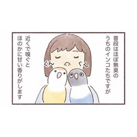 インコはどんなにおいがする？飼い主だけが知る、香りの変化【うちのインコたちは今日もおしゃべり #６】