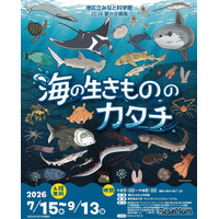 【夏休み2026】みなと科学館「海の生きもののカタチ」企画展9/13まで…実寸大エイも