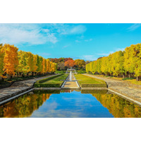 昭和記念公園で「黄葉・紅葉まつり＆秋の夜散歩2026」開催 光と音楽の演出も息をのむ美しさ
