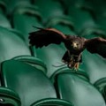 名門リーベル、ピッチを守るために鷹2羽を雇う　そのワケとは 画像