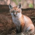 ピッチにキツネが3回乱入。袋で遊ぶ 画像