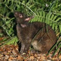 クロウサギ事故死、最多 画像