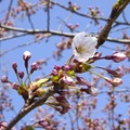 北海道に桜前線が到達 画像