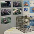 期間外にヌートリア捕獲疑い逮捕 画像