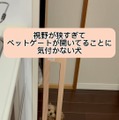 「おっちょこちょいすぎw」「視野狭すぎひん！？」ペットゲートが思いっきり開いているのに立ち往生するワンちゃん