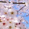 桜の下でシートを広げ飲食。すると「こんなに…！」外国人が驚いた花見の様子に『心を通わせる大切な時間』 画像