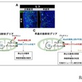 早産児の神経発達予後改善に新知見、名古屋市立大ら研究 画像