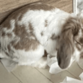 飼い主を待つ耳垂れうさぎ　帰宅すると部屋の光景に…「言葉が出ない」「笑った」 画像