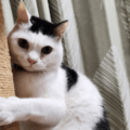 一日中ご飯をねだる猫　妻が”猫の愚痴”をいうと→まさかの行動を！？ 画像