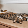 日向ぼっこをする愛猫。予想外な事が起きるも”冷静で”…「愛おしい」「かわいい」