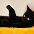 ベッドで寝ていると愛猫が上に乗ってきて…→可愛い行動に「まるで握手」 画像