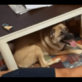 箱の中身が気になる愛犬　中身を取り出した瞬間⇒予想外の行動に「そんなに驚く？」「家族全員で大笑い」 画像