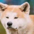 一人にしか懐かない秋田犬…散歩に行くと「忠犬じゃないの？」⇒愛犬の”まさかの行動”に驚いたワケとは！？ 画像