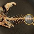 【実験】魚の骨を大研究