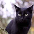 痩せ細った野良の黒猫　子猫を連れてきたので保護すると⇒まさかの展開に「すっかりメロメロ」 画像