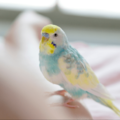 おしゃべりが上手なインコ　飼い主の腕に噛みつくと⇒インコの”まさかの一言”に「家族みんな大笑い」 画像