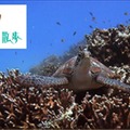 3D 沖縄海中散歩