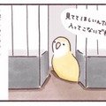 「入ってこないで！」でも「見てて！」狭いところが好きなインコのかわいい本音【うちのインコたちは今日もおしゃべり #５】