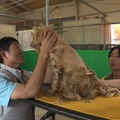 サッカー日本代表・森保一監督、相葉雅紀の「保護犬トリミング」初参戦 ドリームチームで心込めて挑む【24時間テレビ49】 画像