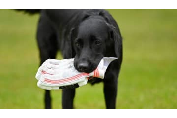 女子、壮大に吹っ飛ぶ！これが「愛犬タックル」だ 画像