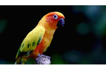 ゴール直後、「走る選手に鳥が着地する」奇跡の場面がこれ 画像