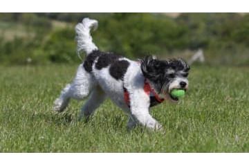 可愛すぎ！元横浜Fフットレ、「犬にサッカーの英才教育」する 画像