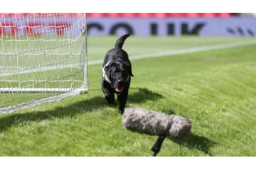 サッカーが好きすぎて主審から一発レッドを提示されたワンコがこちら 画像