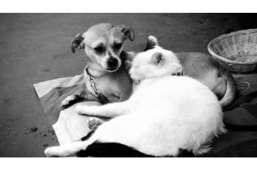 プレミアクラブ、選手に「この女に関わるなリスト」を配布 画像