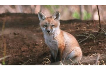 ピッチにキツネが3回乱入。袋で遊ぶ 画像