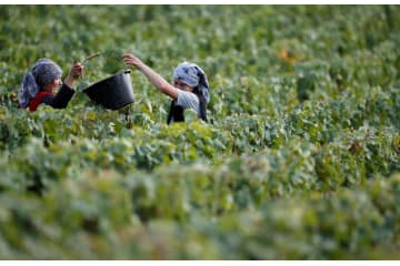 仏、シャンパン売上高が最高に 画像