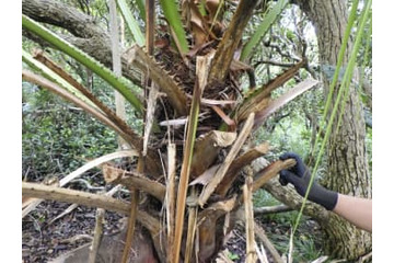 小笠原・母島で樹木を刈った疑い 画像