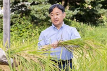 天皇陛下が稲刈り 画像