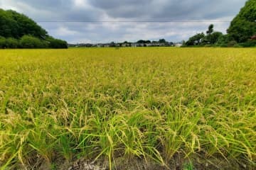 コメ作況「平年並み」維持 画像